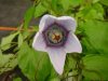 Codonopsis grey-wil...